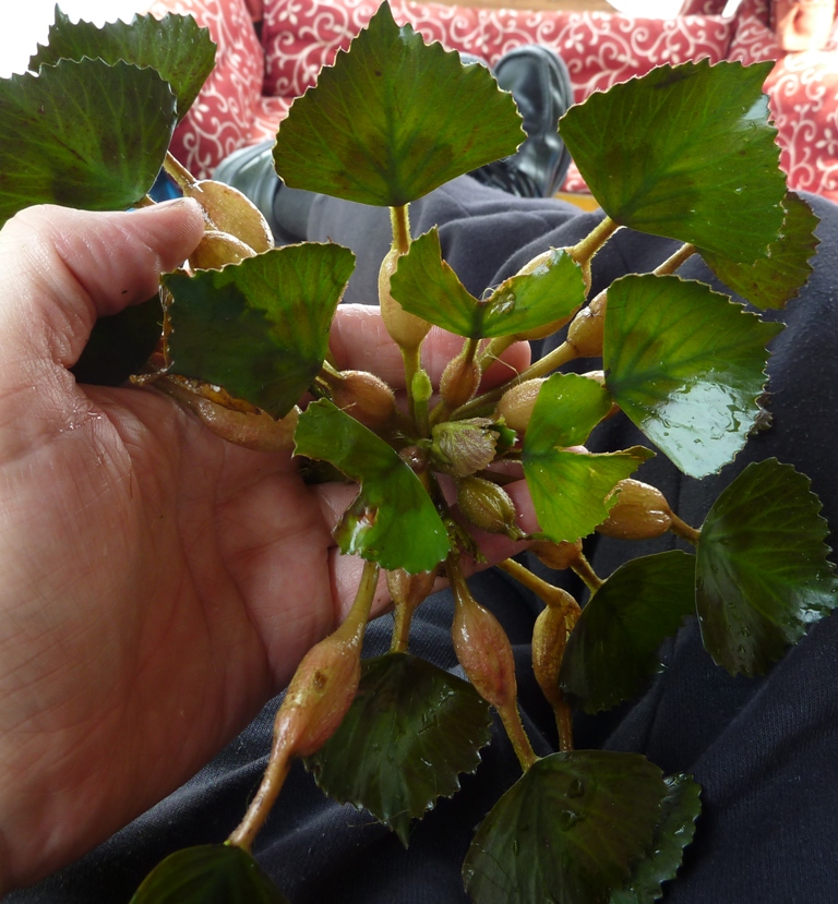 Trapa – eFlora of India